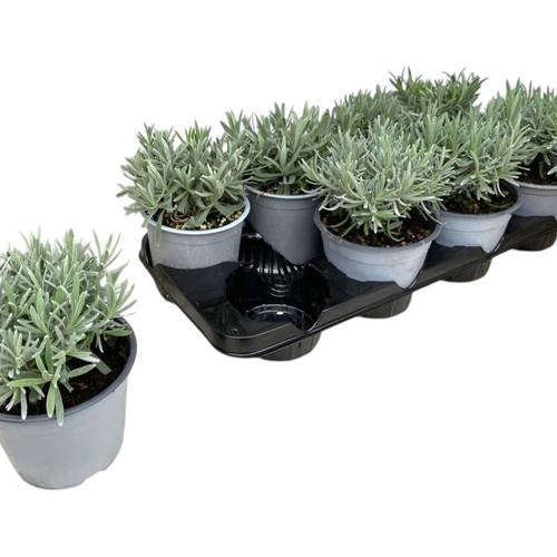 Lavendel violett Angustifolia violet T14 H025