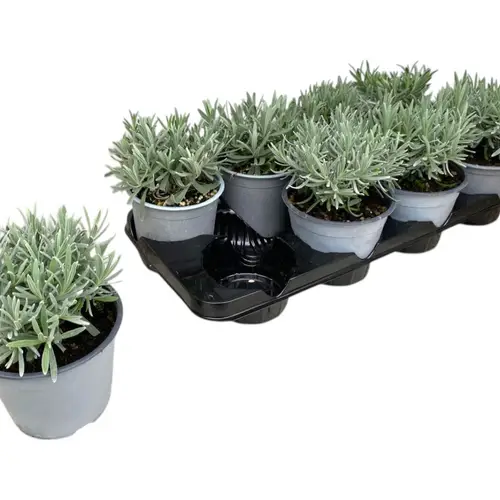 Lavendel angustifolia T14 H025
