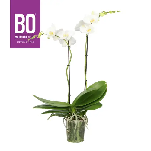 Phal.2-R weiss Funda T12 H040