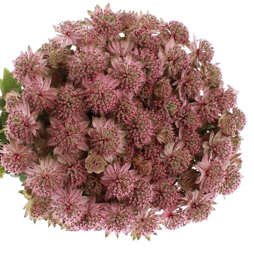 Astrantia rosa Rosita 60cm