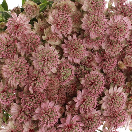 Astrantia rosa Rosita 60cm
