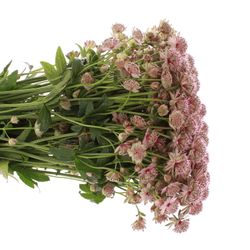 Astrantia rosa Rosita 60cm
