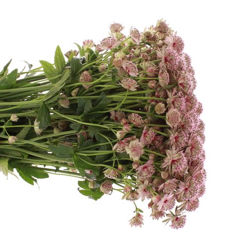 Astrantia rosa Rosita 60cm