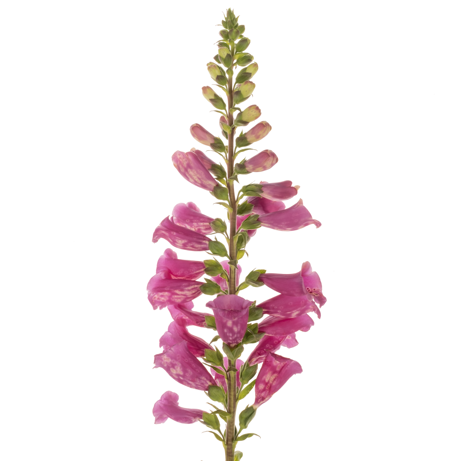 Digitalis rosa Camelot Rose 70cm