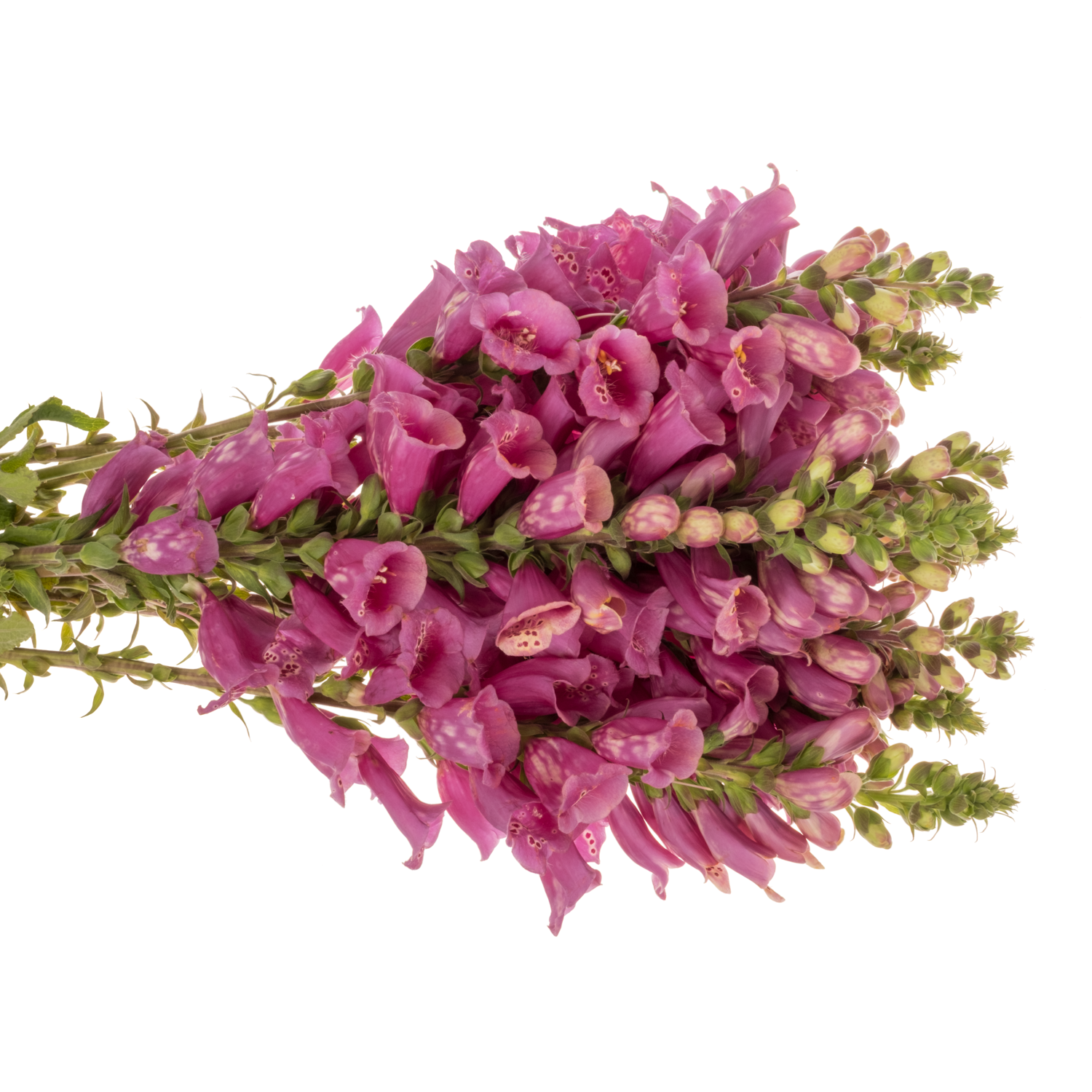 Digitalis rosa Camelot Rose 70cm