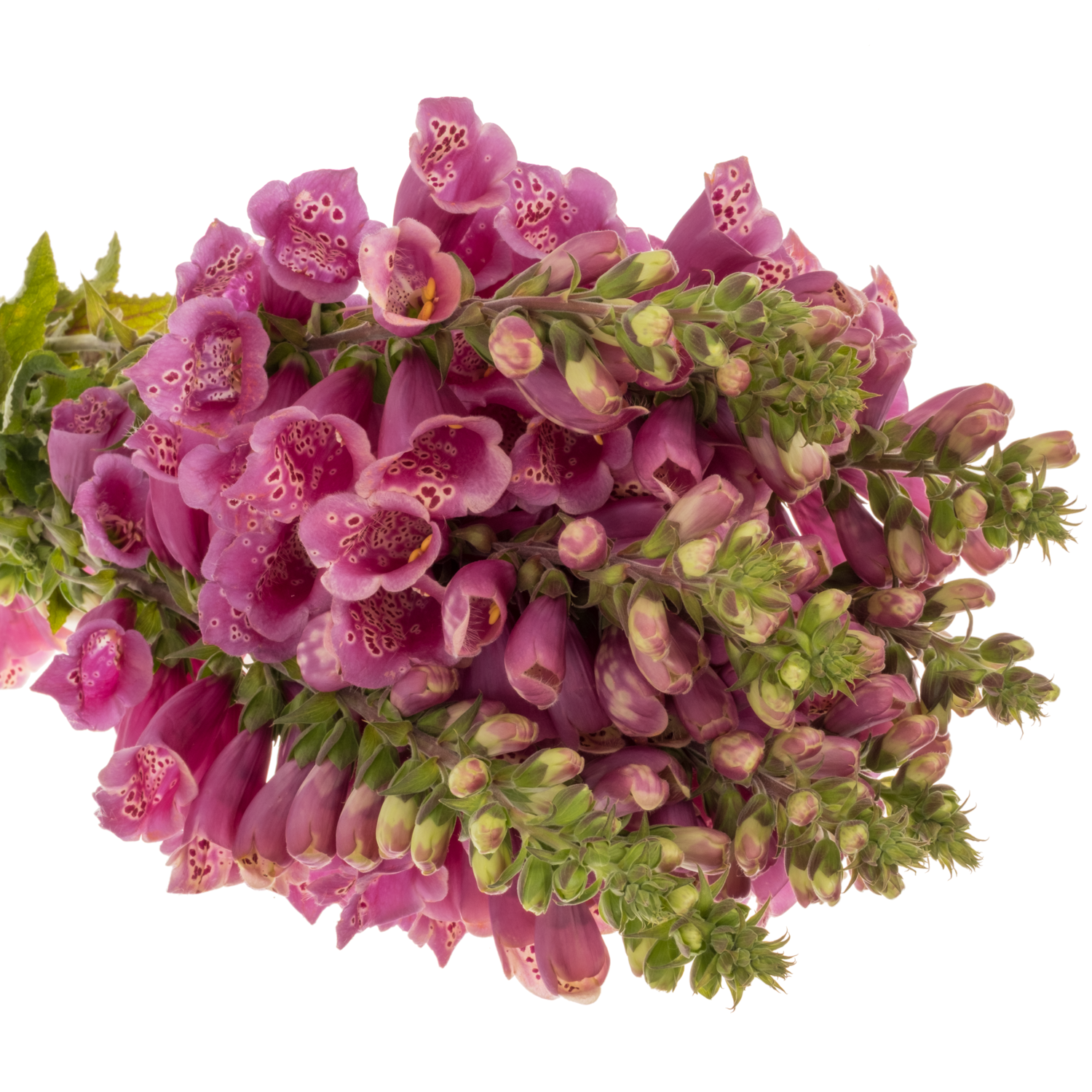 Digitalis rosa Camelot Rose 70cm