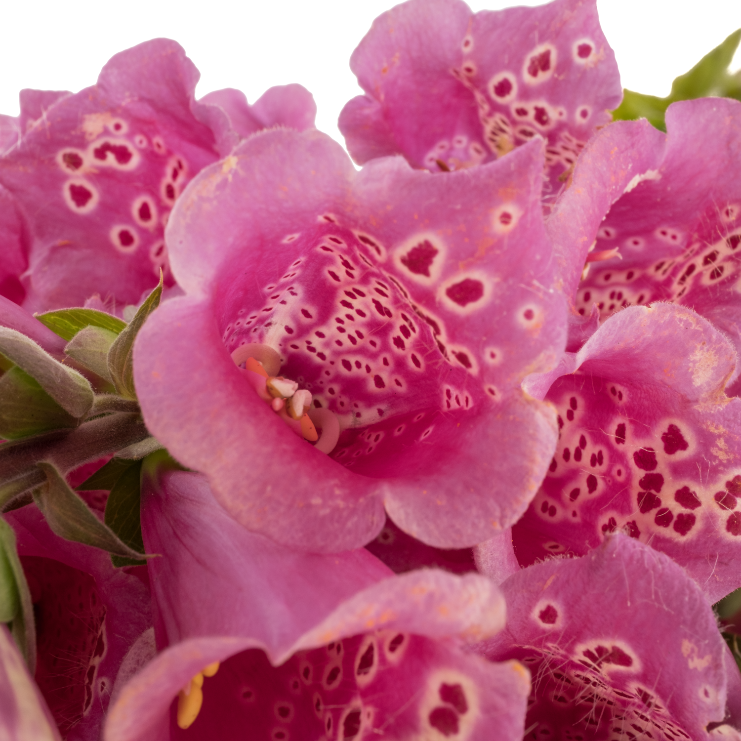 Digitalis rosa Camelot Rose 70cm