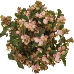 Schneebeere rosa Charming Fantasy 80cm