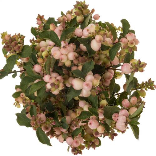 Schneebeere rosa Charming Fantasy 80cm