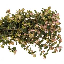 Schneebeere rosa Charming Fantasy 80cm