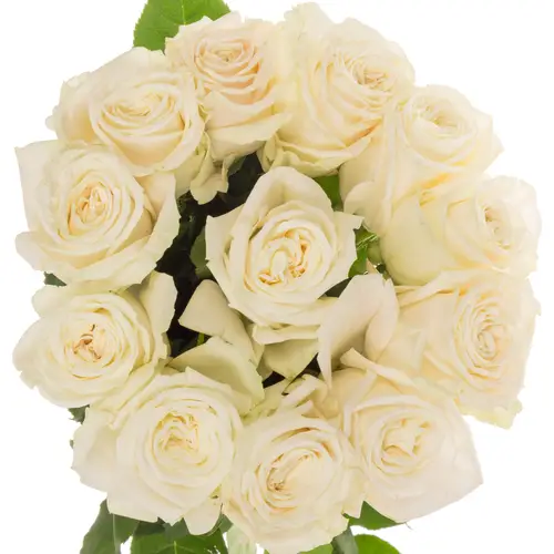 Rose weiss Playa Blanca 70cm