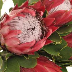 Protea rot Rex 50cm