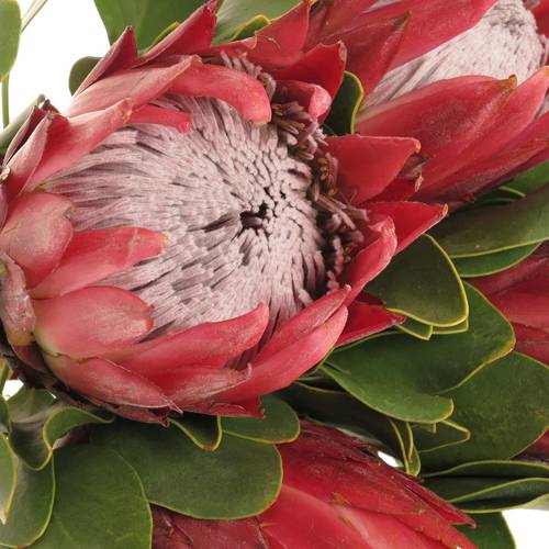 Protea rot Rex 50cm