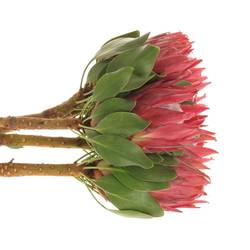 Protea rot Rex 50cm
