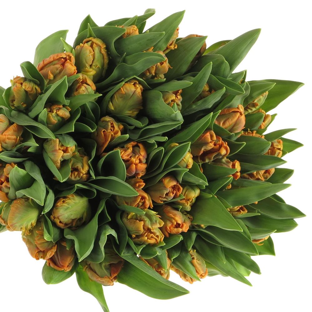 Tulpe orange Papageien Monarch 36 Gramm