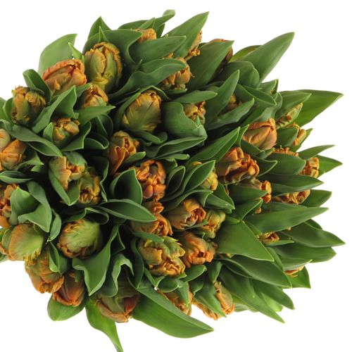 Tulpe orange Papageien Monarch 36 Gramm