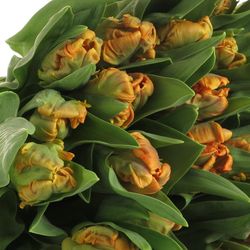 Tulpe orange Papageien Monarch 36 Gramm