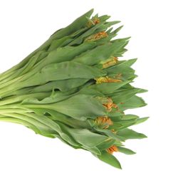 Tulpe orange Papageien Monarch 36 Gramm