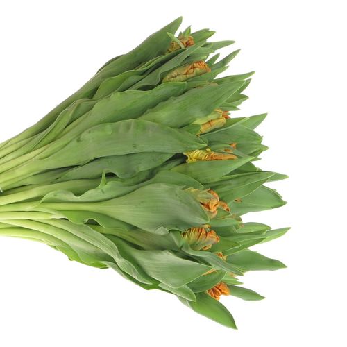 Tulpe orange Papageien Monarch 36 Gramm