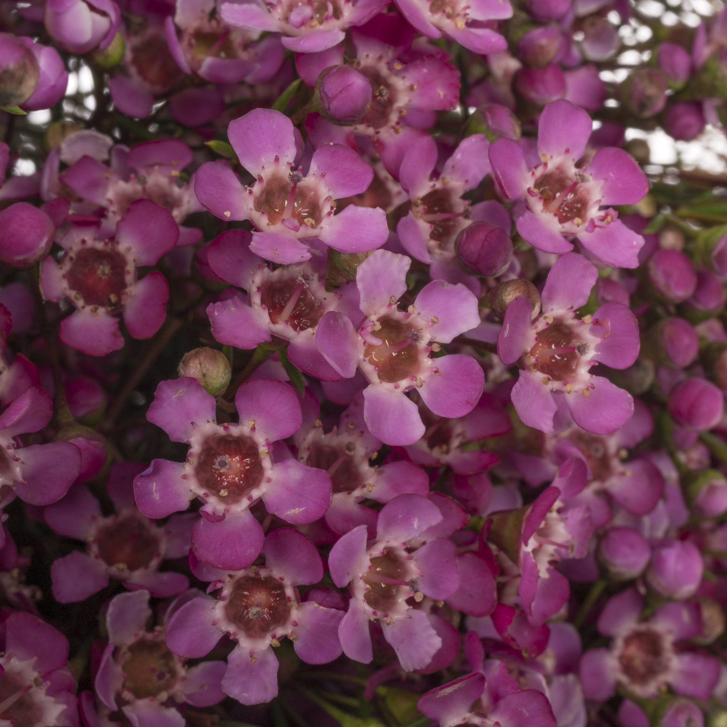 Wachsflower rosa Jupiter 70 Gramm 70cm