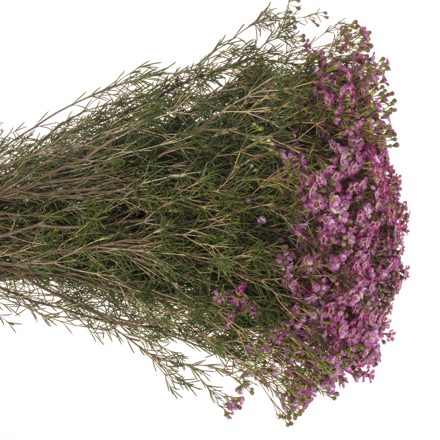 Wachsflower rosa Jupiter 70 Gramm 70cm