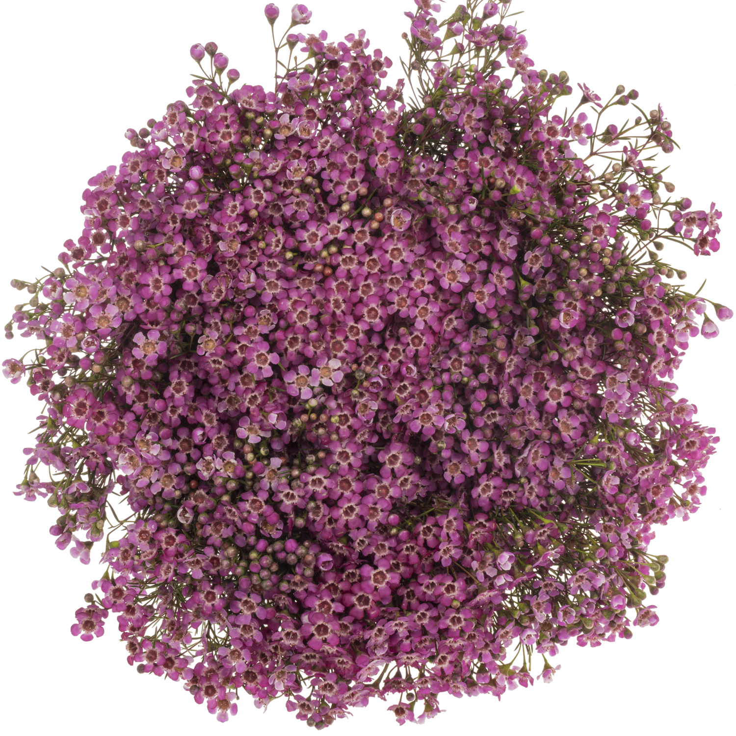 Wachsflower rosa Jupiter 70 Gramm 70cm