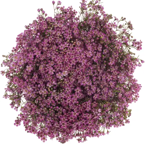 Wachsflower rosa Jupiter 70 Gramm 70cm