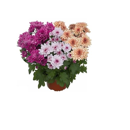Chrys.Trio Sweet T12 H025