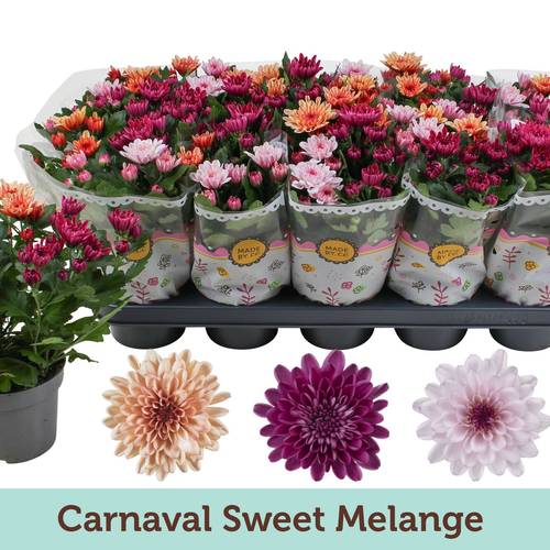 Chrysantheme Trio Sweet T12 H025
