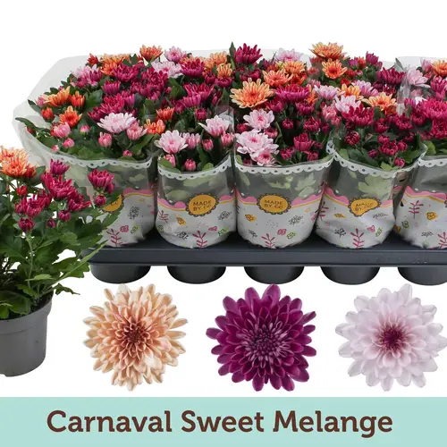 Chrysantheme Trio Sweet T12 H025