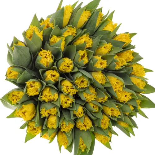 Tulpe gelb zofia 40 Gramm