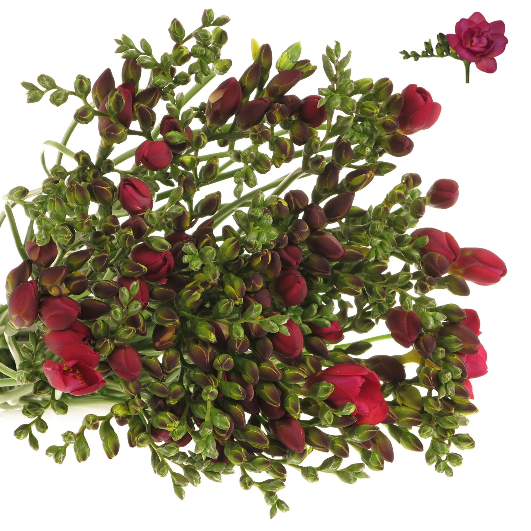 Freesie pink gefüllt Express x 50 20 Gramm