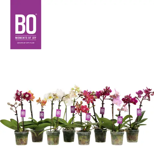 Phal.2-R mix Bo T07 H025