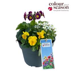 Saxifraga/Primula/ViolaCornuta im Topf Jamaica T19 H035