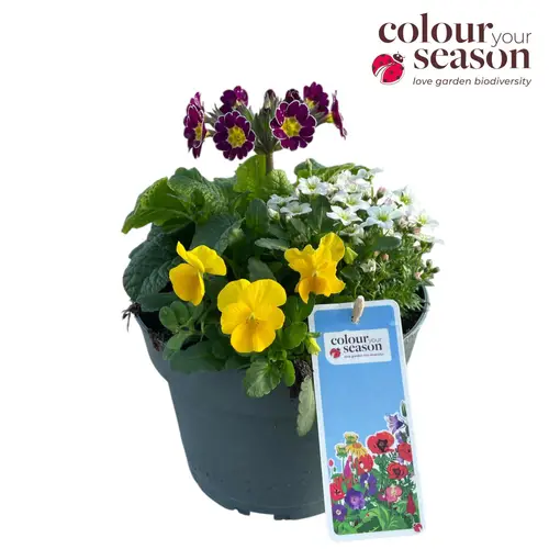 Saxifraga/Primula/ViolaCornuta im Topf Jamaica T19 H035