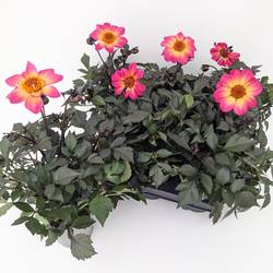 Dahlia rosa/orange coccinea Halo T13 H040