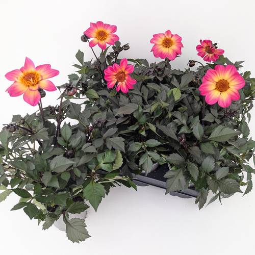 Dahlia rosa/orange coccinea Halo T13 H040