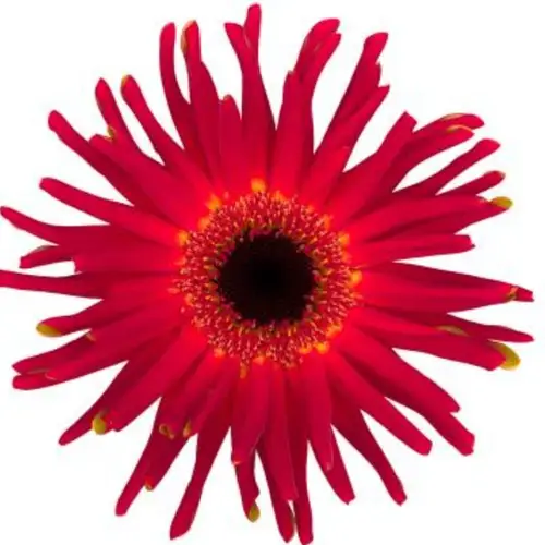 Gerbera rot Pasta Soiree