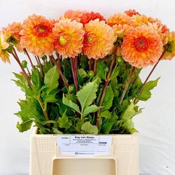 Dahlia orange Fluor 50cm