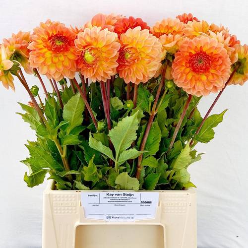 Dahlia orange Fluor 50cm