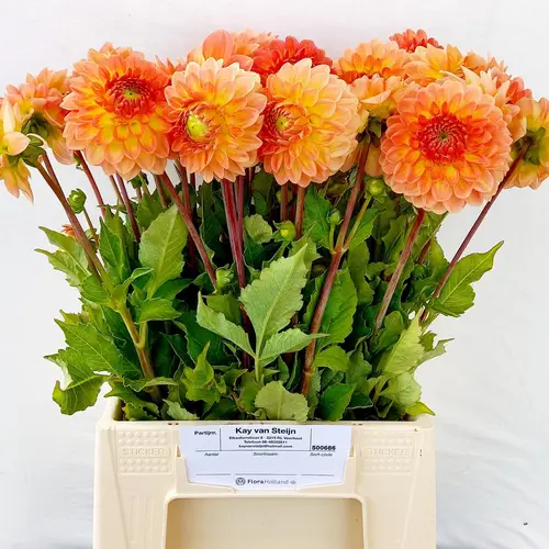 Dahlia orange Fluor 50cm