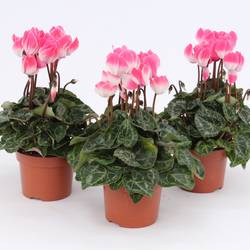 Cyclame lachsrosa Indiaka T10,5 H025