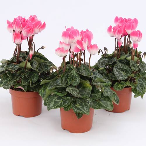 Cyclame lachsrosa Indiaka T10,5 H025