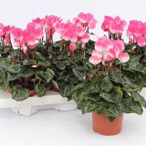 Cyclame lachsrosa Indiaka T10,5 H025