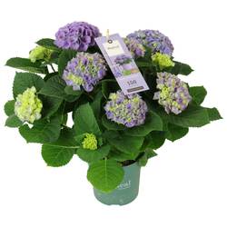 Hortensie lila/blau Magical Evolution 5+Blüte T14 H040