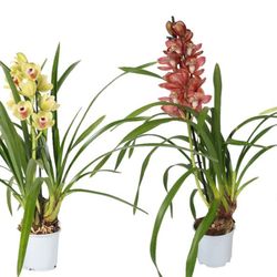 Cymbi.1-R mix T12 H50
