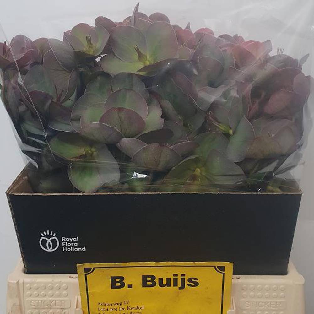 Helleborus weinrot Penny s Pink 40cm