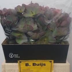 Helleborus weinrot Penny s Pink 40cm