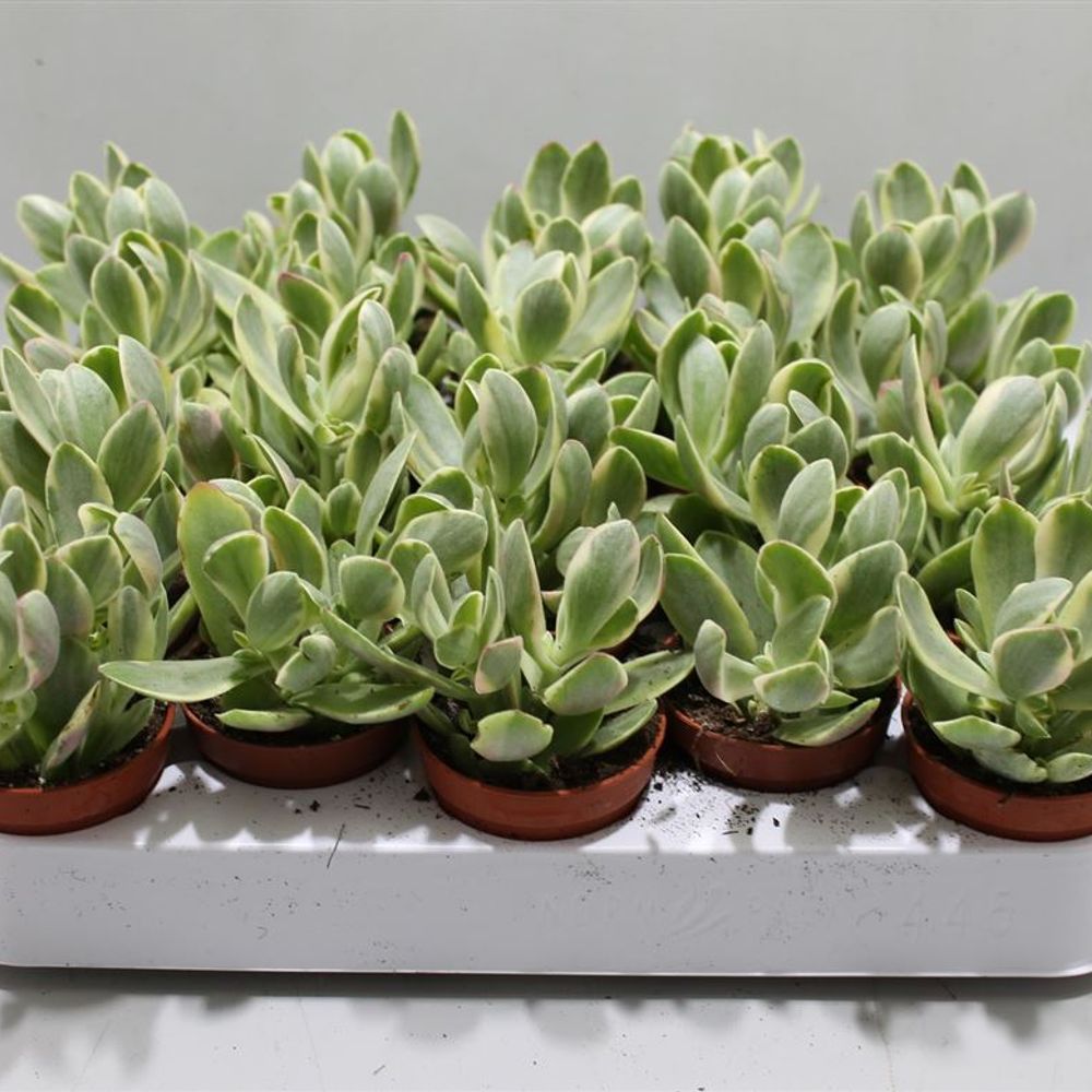 Crassula Variagat T05 H12