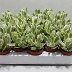 Crassula Variagat T05 H12